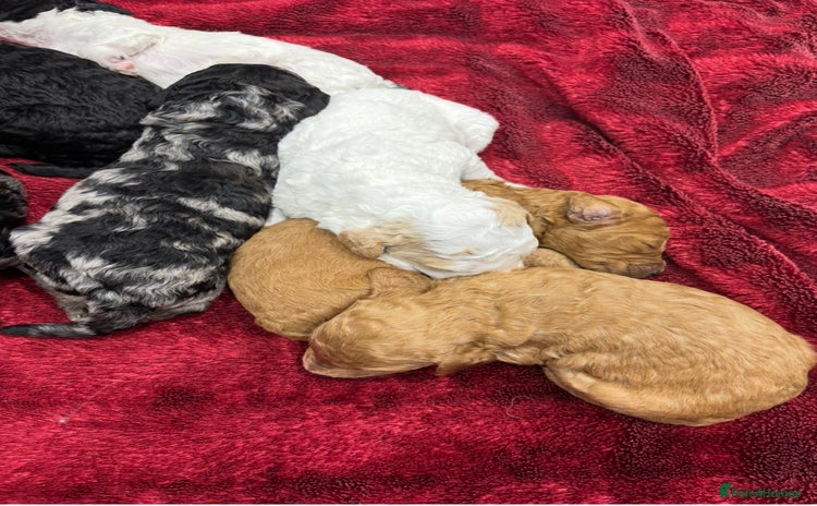 Mixed Breed dogs - Advert 2