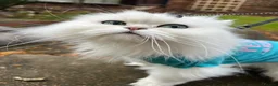 Persian cats for sale: 💎Persian Female Cat needing new home in Reading - Advert 4