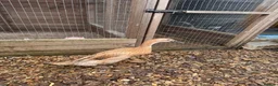 Ducks poultry for sale: 2 Female Laying Indian Runner Ducks - Advert 2