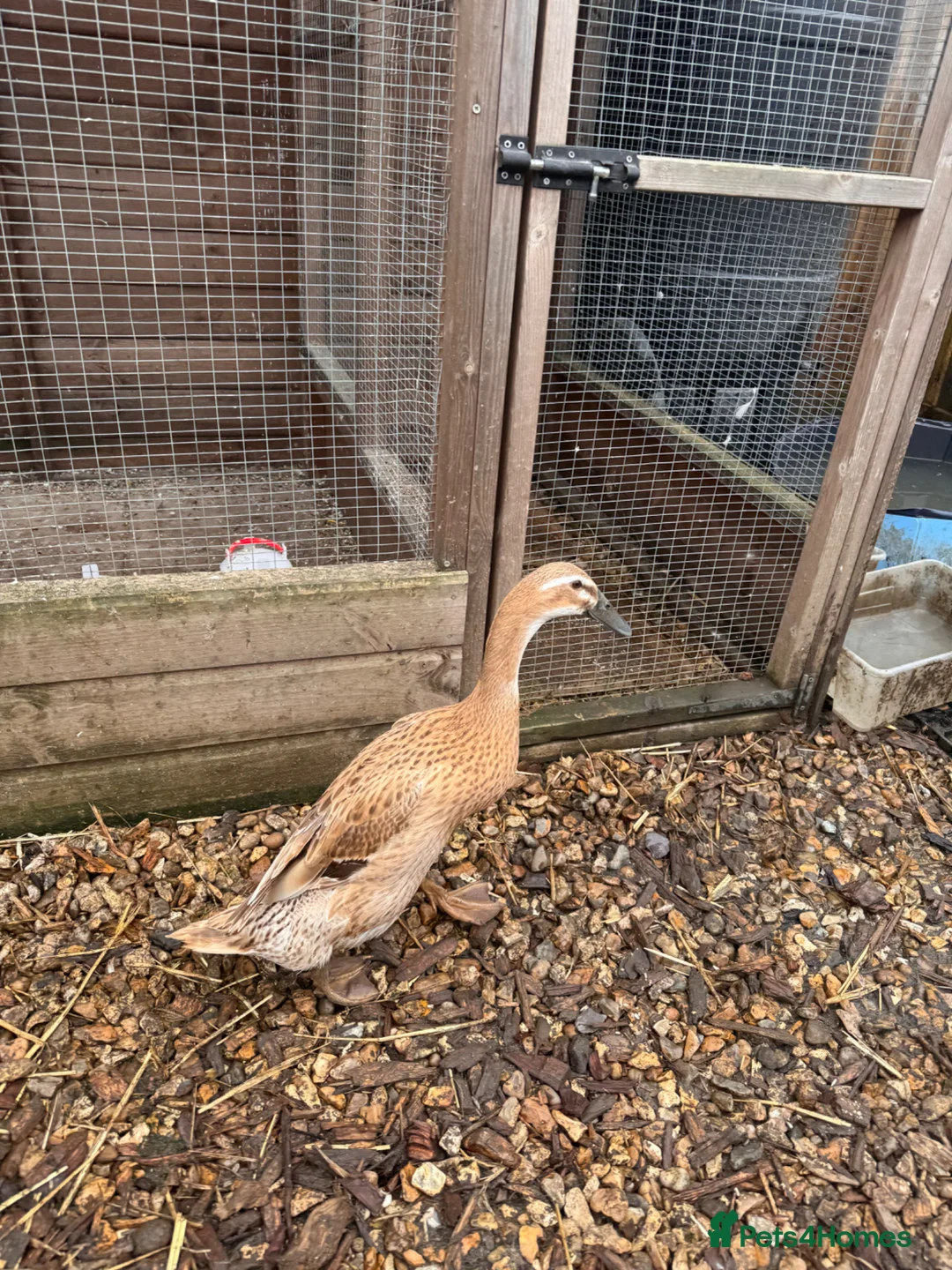 Ducks poultry for sale: 2 Female Laying Indian Runner Ducks - Advert 2