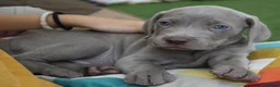 Weimaraner dogs for sale: Stunning puppies, one chuncky silver boy available - Advert 10