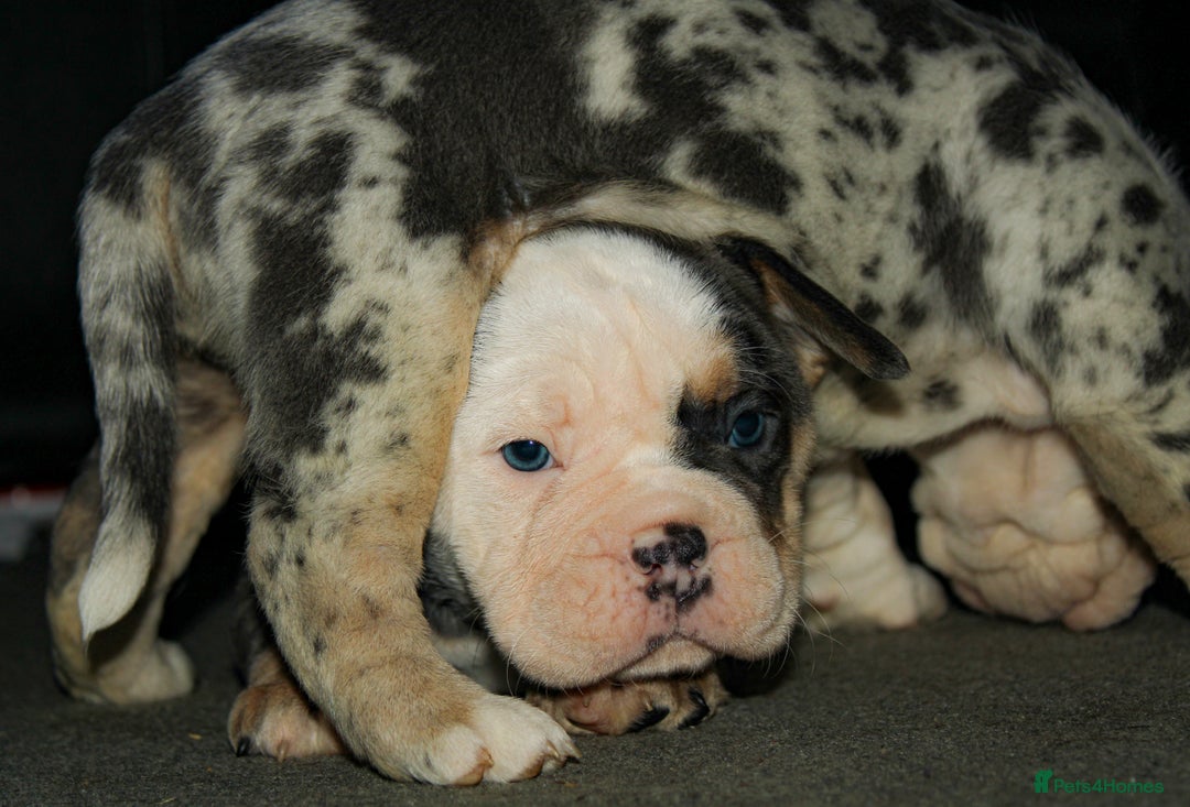 Olde English Bulldogge dogs for sale: Olde English Bulldog puppies - Image 2