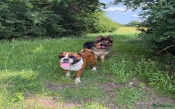 Boxer dogs for sale: Flashy red and white boxer  - Image 1