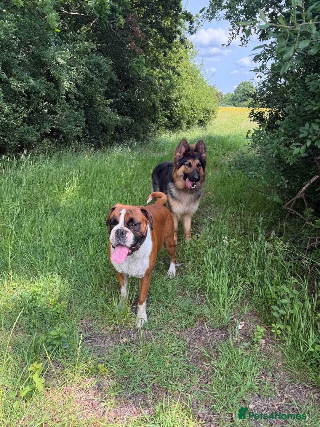 Boxer dogs for sale: Flashy red and white boxer  - Image 1