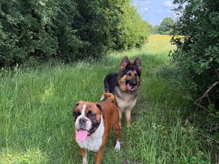 Boxer dogs Flashy red and white boxer - Advert 16