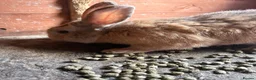 Mixed Breed rabbits for sale: Mixed Rex rabbits for sale  - Advert 2