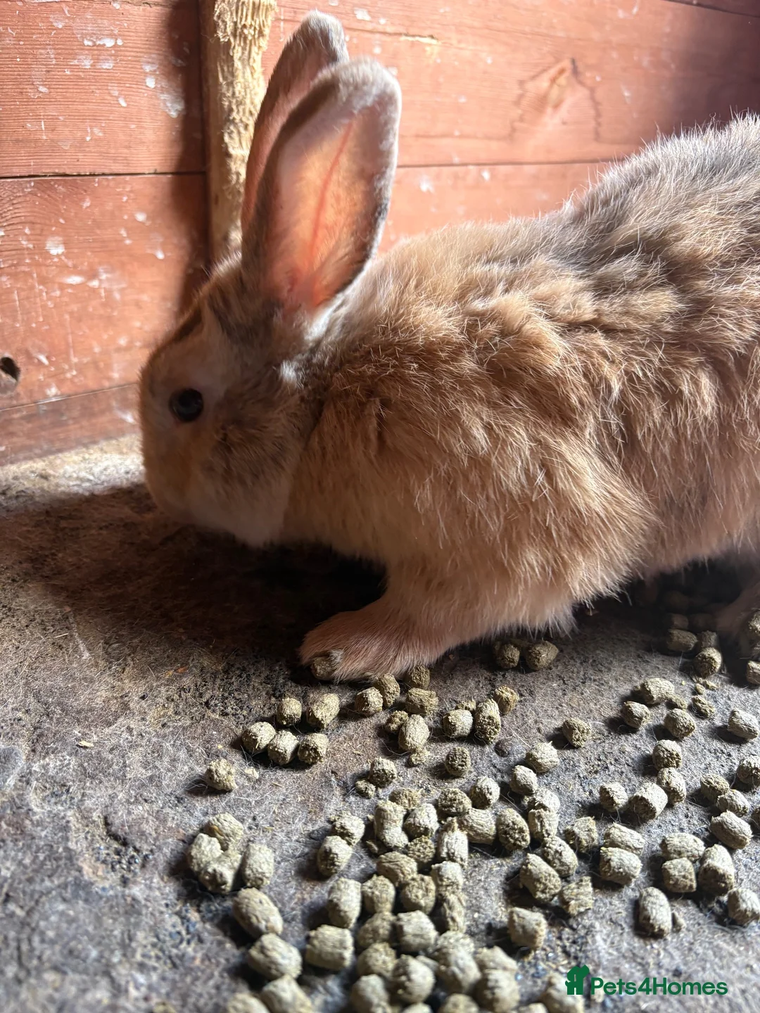 Mixed Breed rabbits for sale: Mixed Rex rabbits for sale  - Advert 2