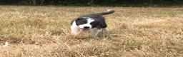 Border Collie dogs for sale: OUTSTANDING BORDER COLLIE MALE PUP CHAMPION LINES - Advert 3