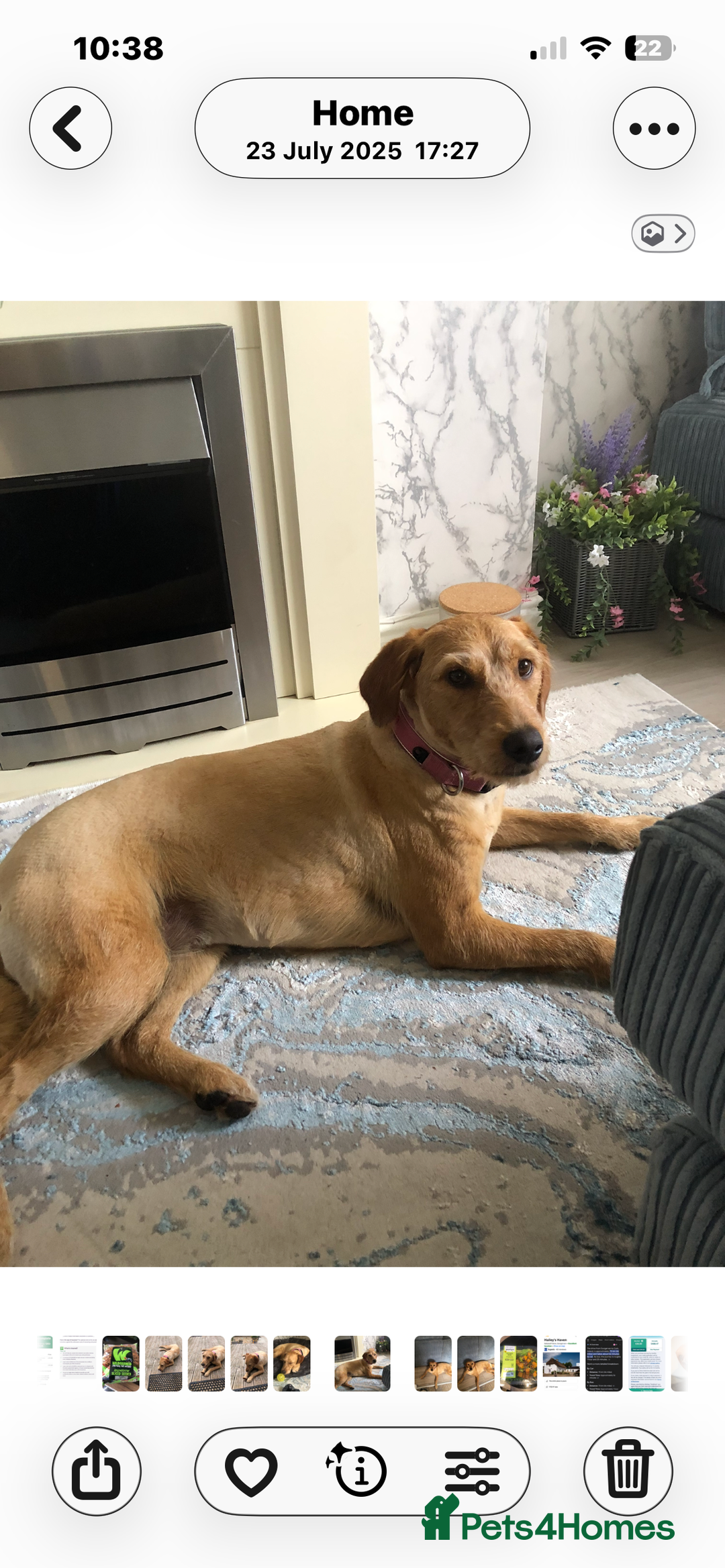 Labradoodle dogs for sale: Bailey - Advert 3