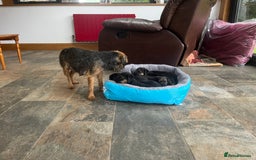 Border Terrier dogs for sale: Beautiful Border Terrier puppies  - Image 3