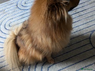 Pomeranian dogs Male Pomeranian looking for new home - Advert 6