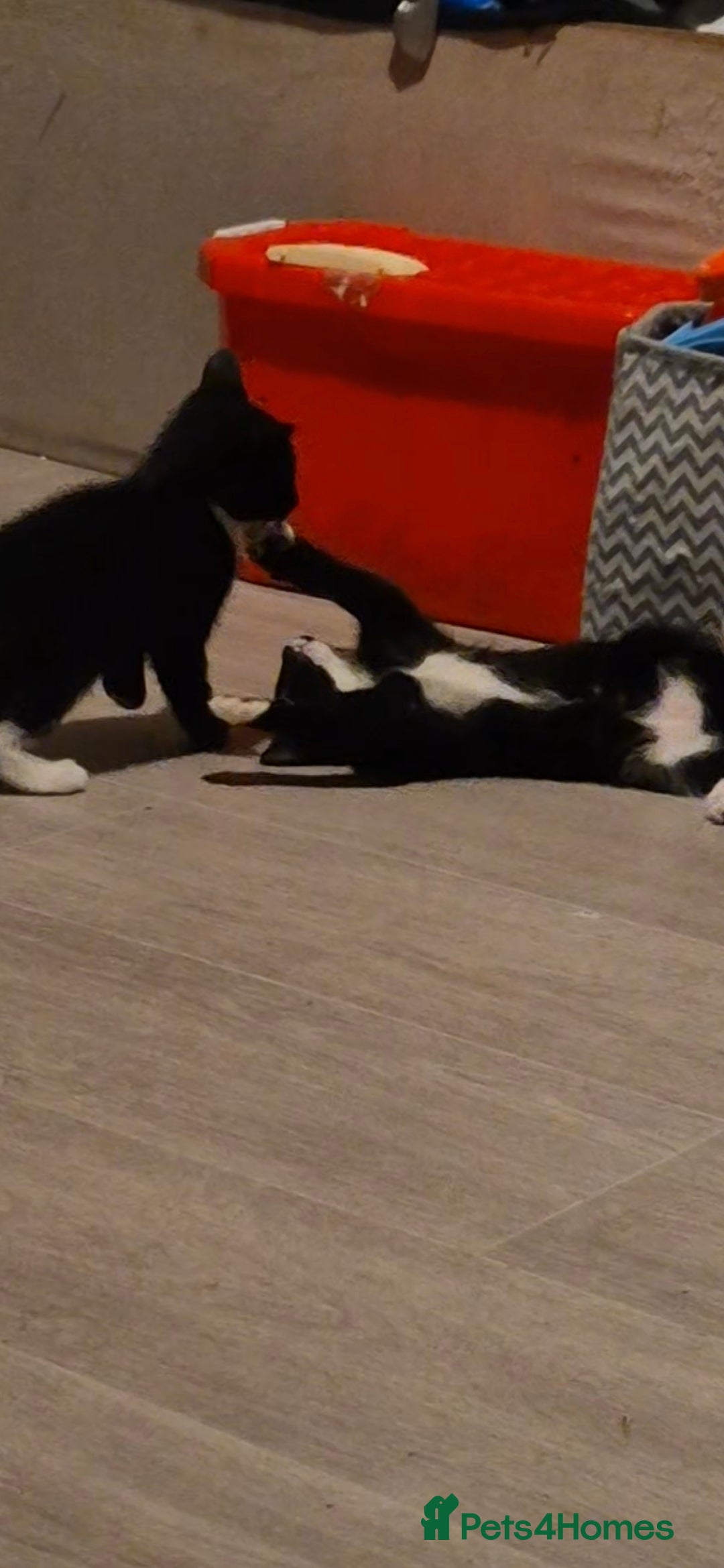 Domestic Shorthair cats for sale: 3 kittens looking for their forever homes in Newmarket - Image 4