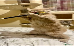 Maine Coon cats for sale: Last Ginger Boy Pure Mainecoon! - Image 17