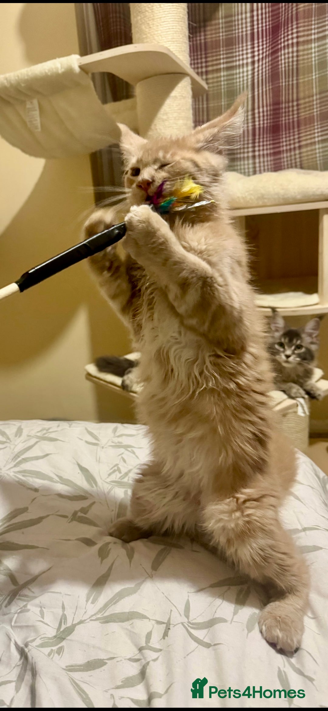 Maine Coon cats for sale: Last Ginger Boy Pure Mainecoon! - Image 17