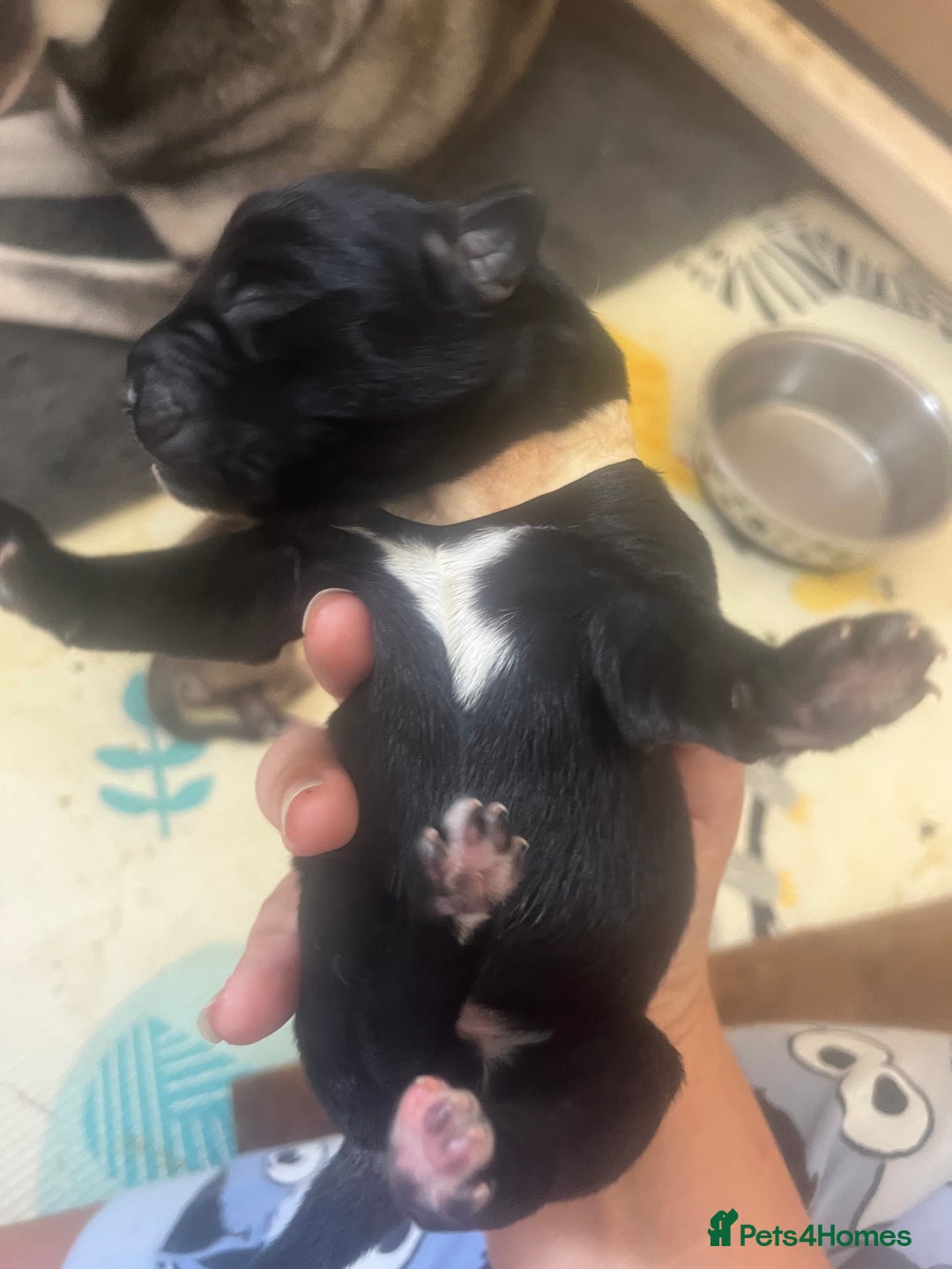 Mixed Breed dogs for sale: Husky/staffi/labrador  - Image 17