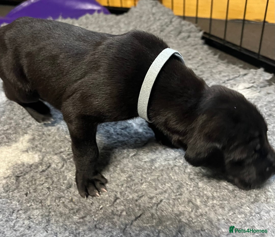 Great Dane dogs for sale: Great Dane pups our own 4th Generation  - Image 14