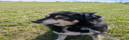 Mixed Breed dogs for adoption: Ivy, 2018. Sweet girl. in Insch - Advert 9