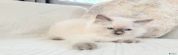 Ragdoll cats for sale: Blue Point Ragdoll Kittens 3 boys left  - Advert 8