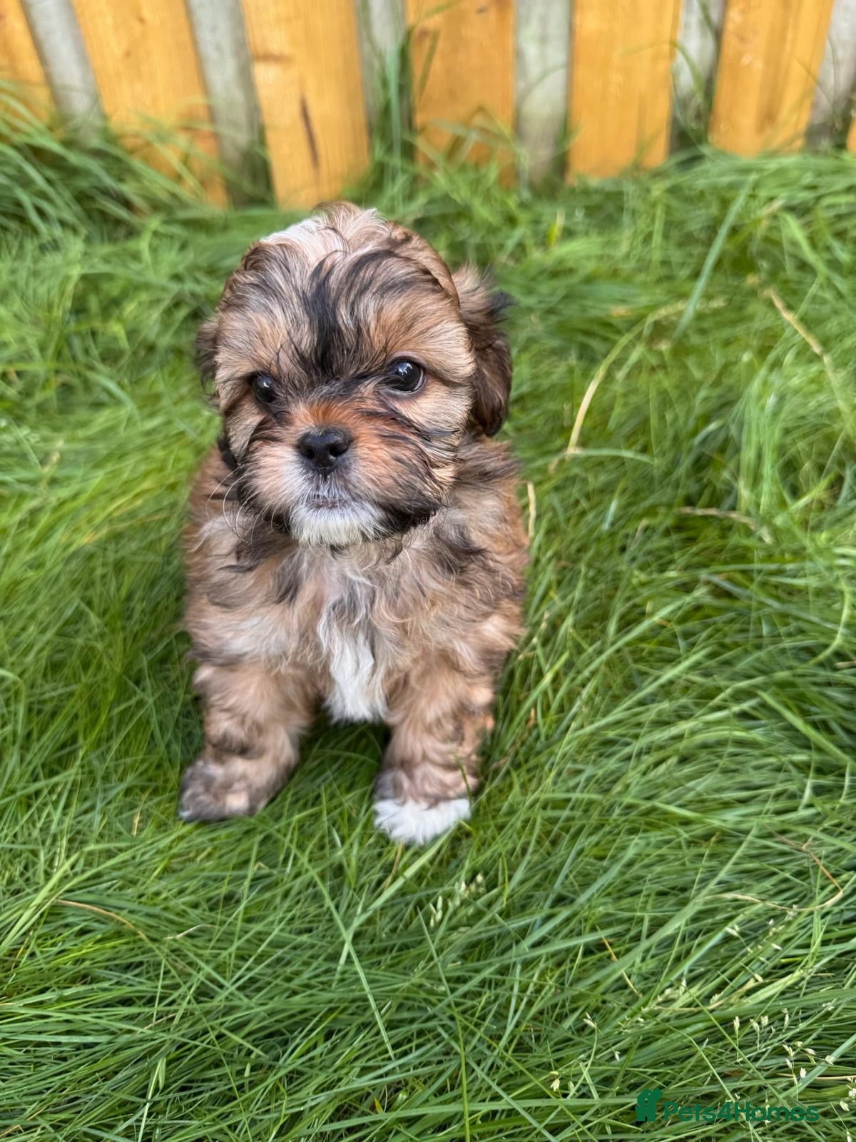 Mixed Breed dogs Shihpoo puppies - Advert 1