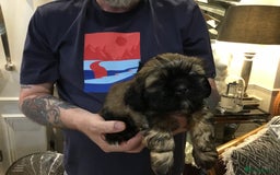 Shih Tzu dogs for sale: Tiny Imperial Shihtzu  Puppies  - Image 3