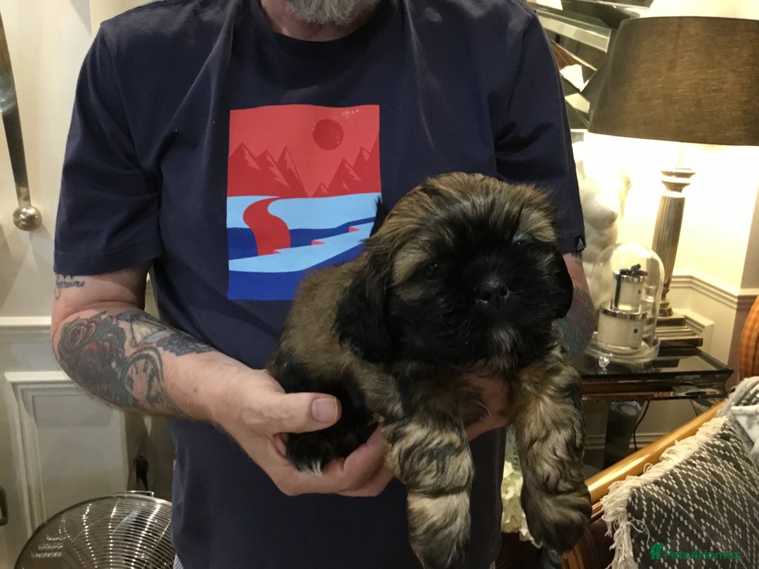 Shih Tzu dogs for sale: Tiny Imperial Shihtzu  Puppies  - Image 3