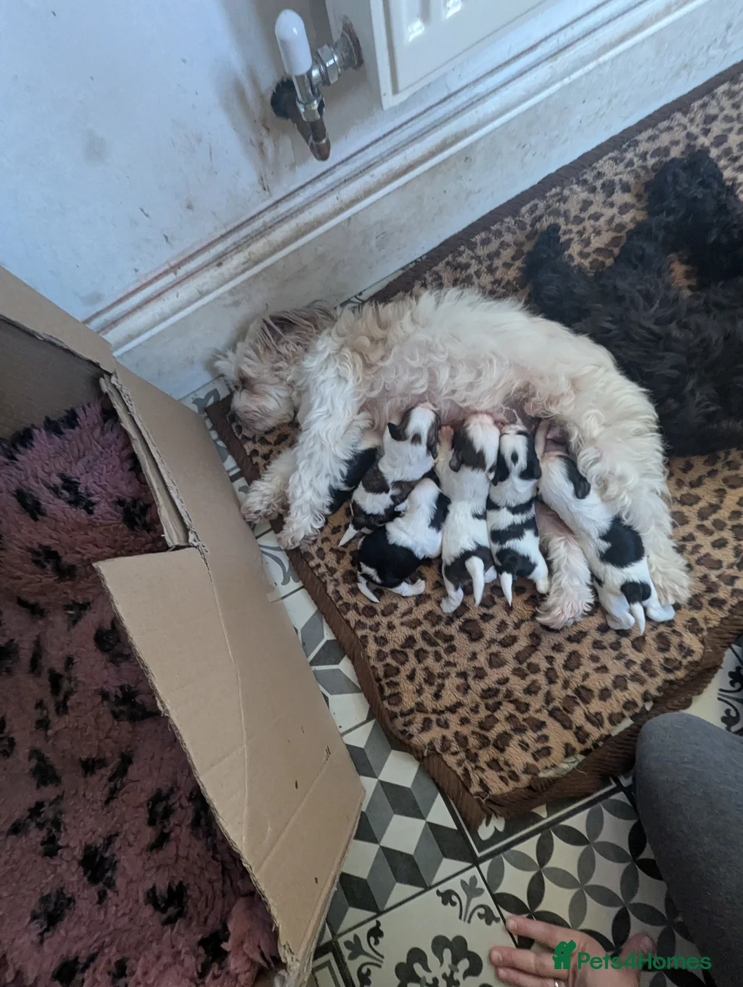 Mixed Breed dogs for sale: Chinese crested powder puff X Lhasa apso - Advert 1