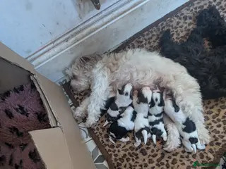 Mixed Breed dogs Chinese crested powder puff X Lhasa apso - Advert 18