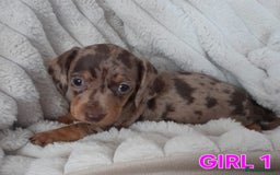 Miniature Dachshund dogs for sale: Miniature Dachshund puppies - Image 3