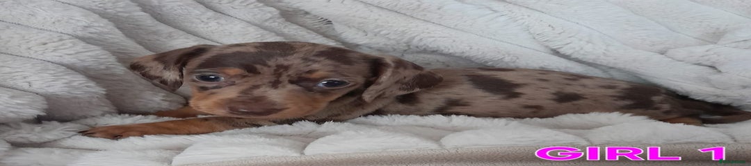 Miniature Dachshund Puppy 4