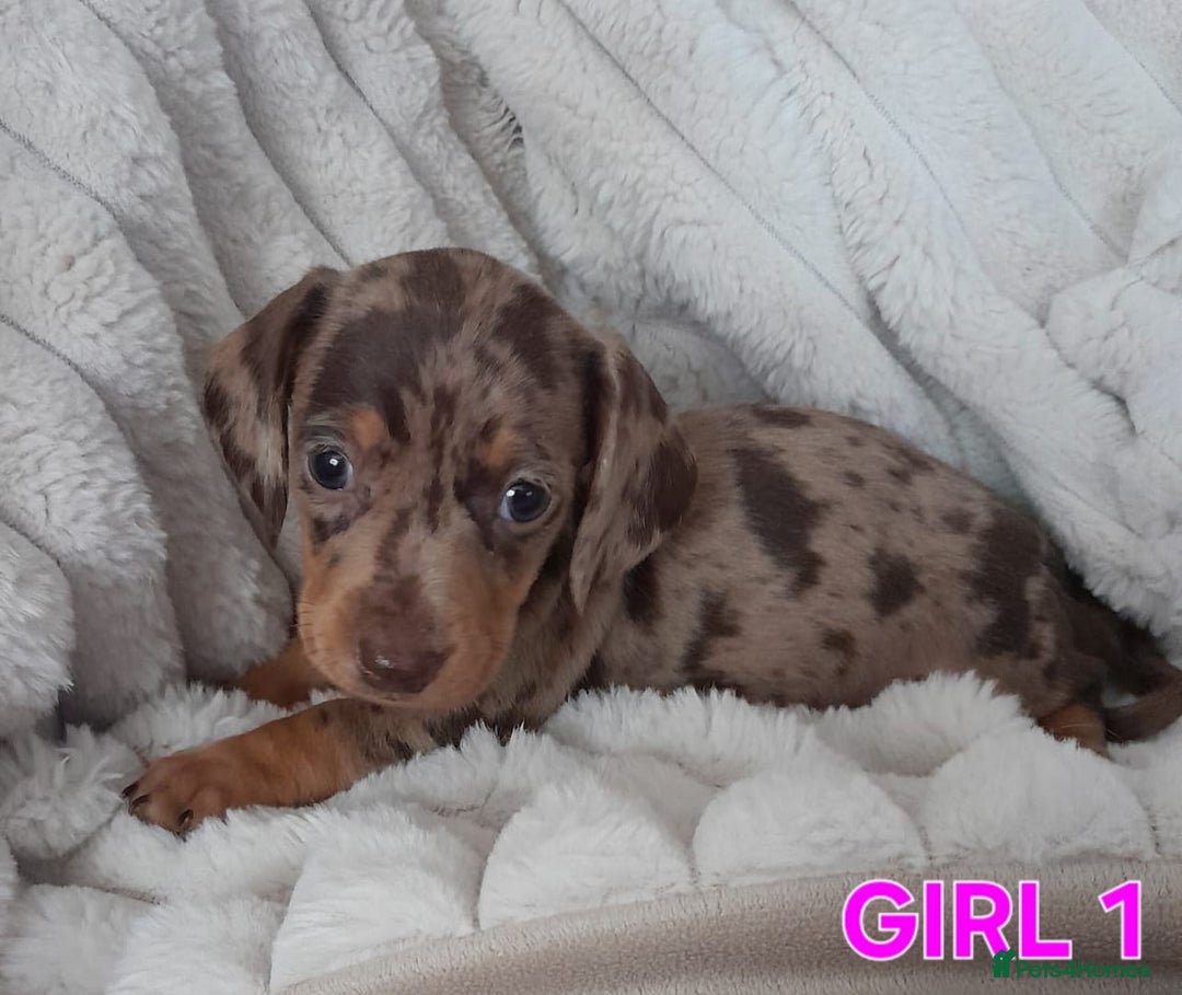 Miniature Dachshund dogs for sale: Miniature Dachshund puppies - Image 3