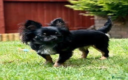Chihuahua dogs for sale: One left! KC Reg Chihuahua Puppies-  Ready Now - Image 13