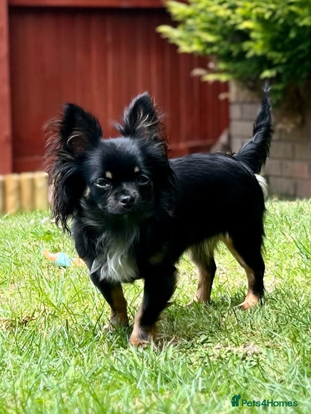 Chihuahua dogs for sale: One left! KC Reg Chihuahua Puppies-  Ready Now - Image 13