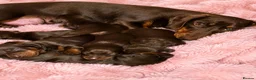 Miniature Dachshund dogs for sale: KC Registered Miniature dachshund puppys - Advert 2