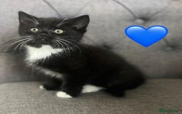 Mixed Breed cats for sale: Gorgeous litter of kittens British Blue X - Image 6