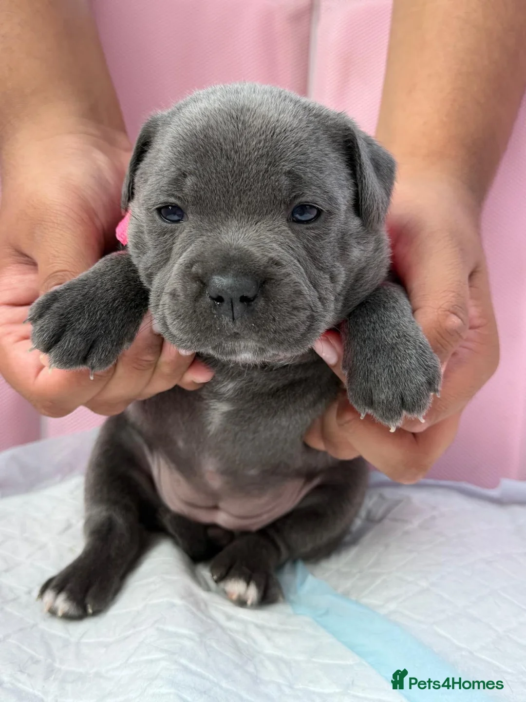 Staffordshire Bull Terrier dogs for sale: SIMPLY STUNNING COI 6.8% - Advert 10