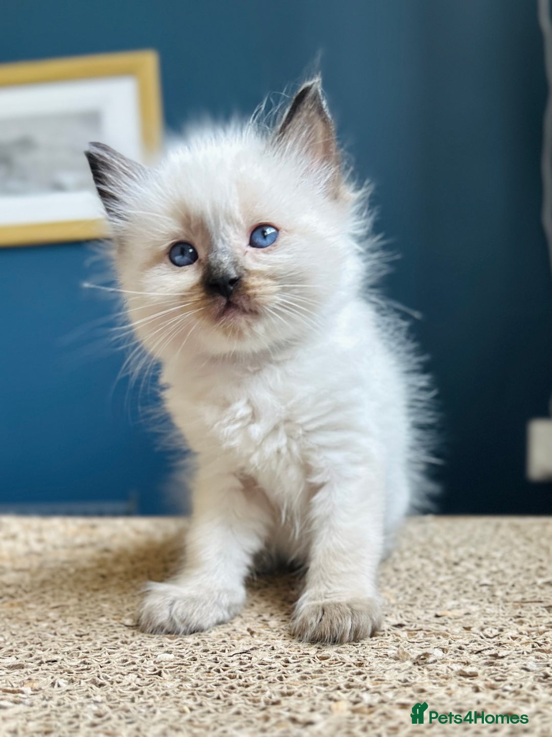 Ragdoll cats for sale: Stunning Rainbow of Ragdoll Kittens - Image 33
