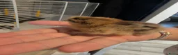 Chickens poultry for sale: Silkie chicks  - Advert 20
