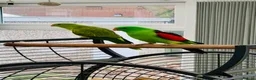 Parrots birds for sale: RARE Pair of Crimson Wing Parrots - Advert 4