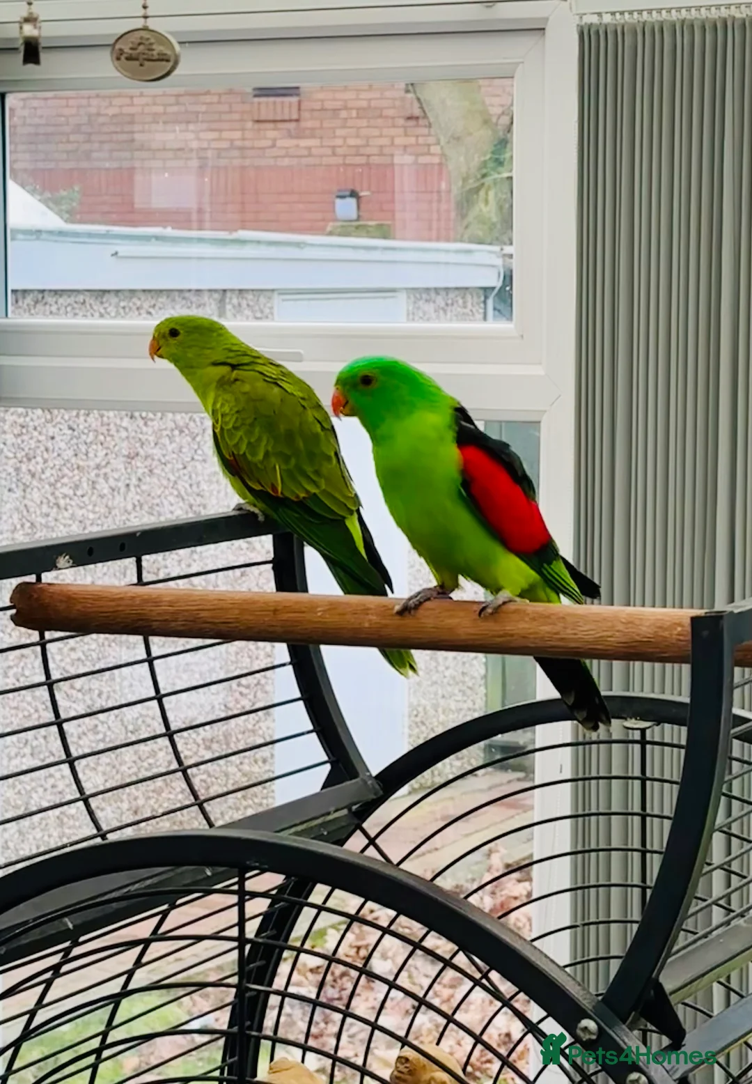Parrots birds for sale: RARE Pair of Crimson Wing Parrots - Advert 4