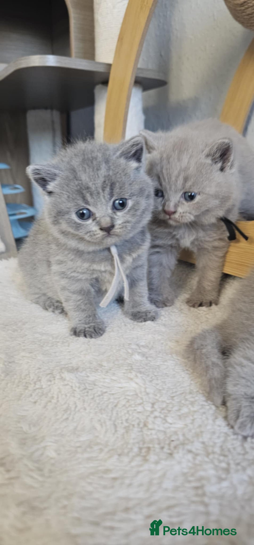 British Shorthair cats for sale: British Shorthair Kittens for Sale 🐾 - Advert 3