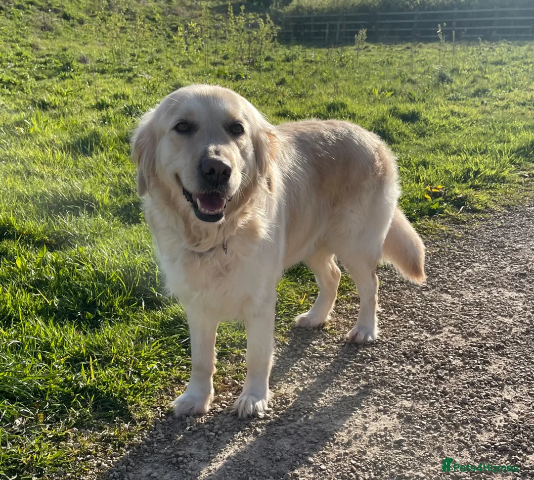 Golden Retriever dogs for sale: 7 year old pedigree golden retriever for sale in Lee-on-the-Solent - Advert 2