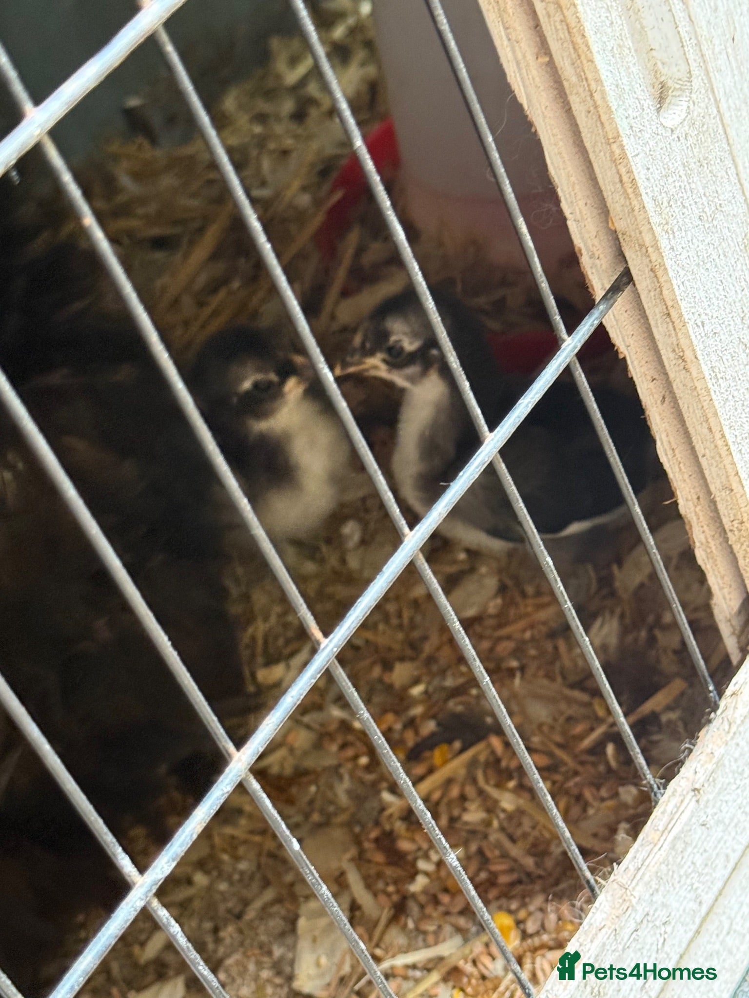Chickens poultry Black mottled Pekin bantam pullets  - Advert 14