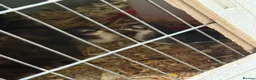 Chickens poultry for sale: Black Pekin bantam chicks  - Advert 1