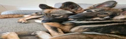 German Shepherd dogs for sale: 2 German shepherds one male one female in Sevenoaks - Advert 15