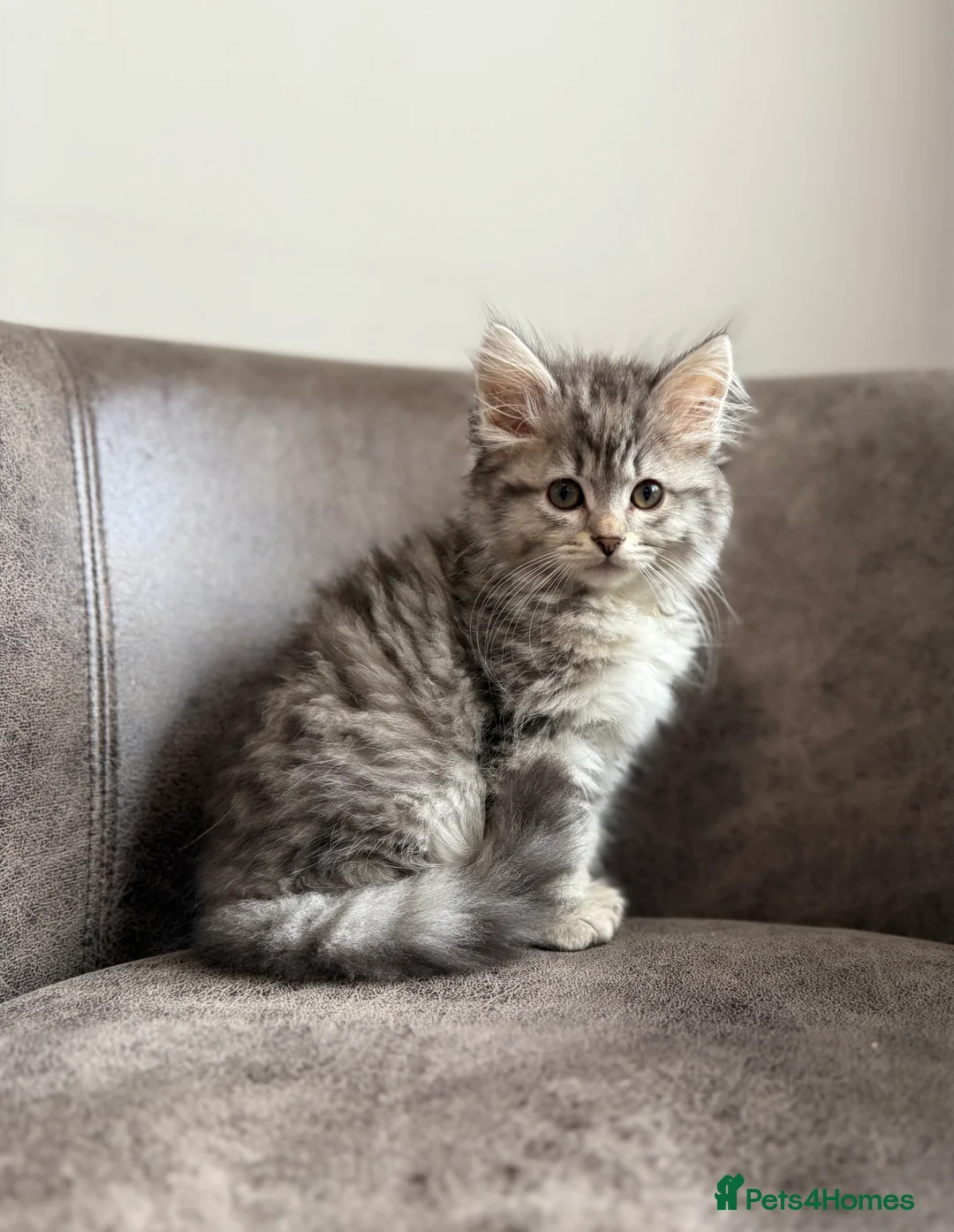 Siberian cats for stud: Traditional Siberian for stud 🐾 - Advert 6