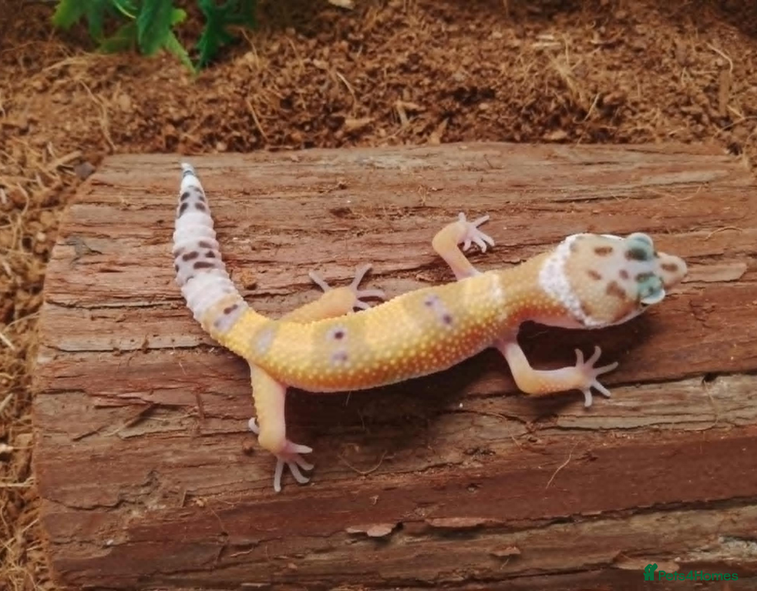 Leopard Gecko reptiles for sale: Beautiful Leopard Gecko Babies – Ready Now! - Image 10