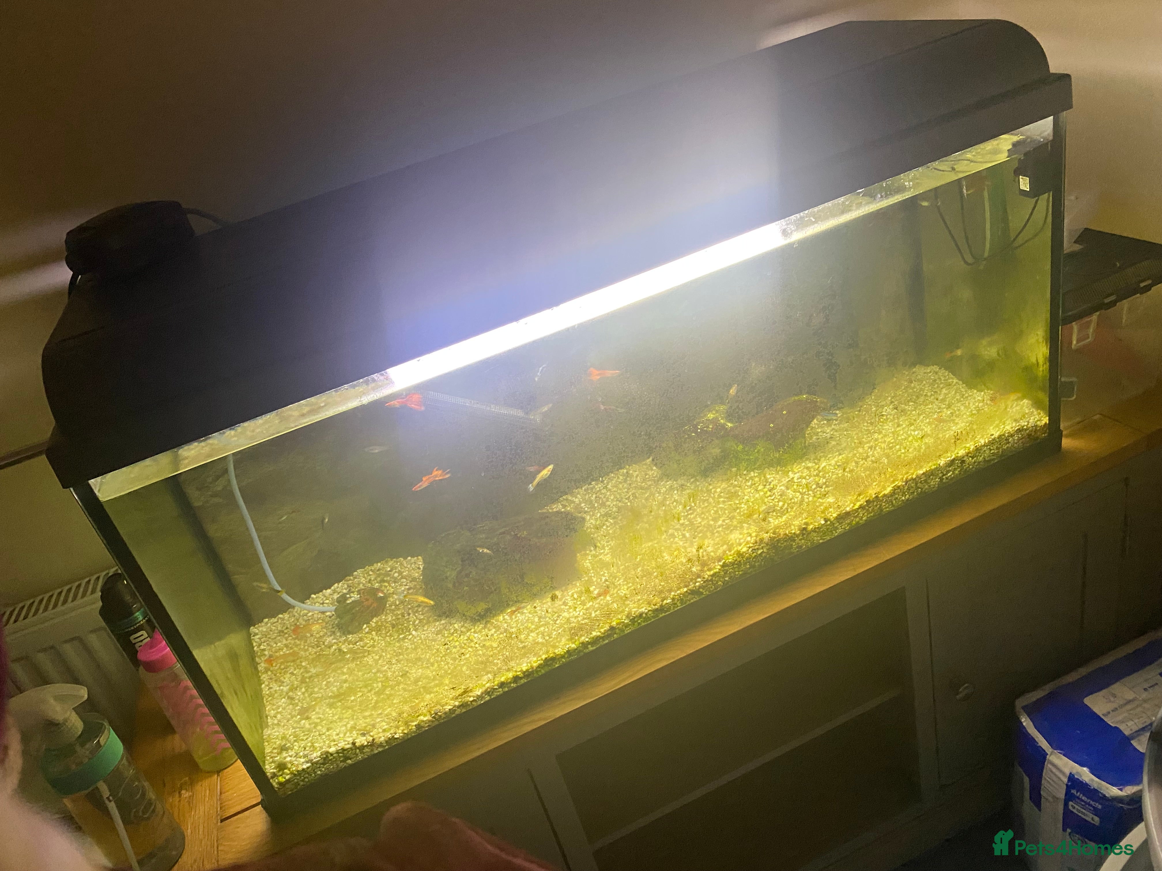 Tetras fish Tank full of guppies guppy & shrimp  - Advert 4