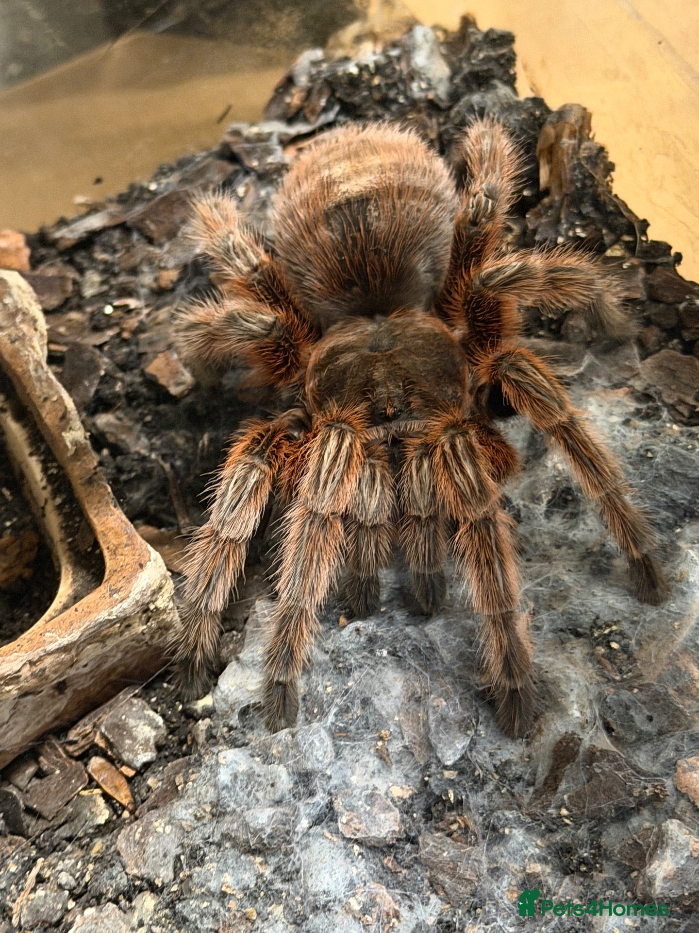 Tarantulas invertebrates Tarantulas for sale - Advert 2