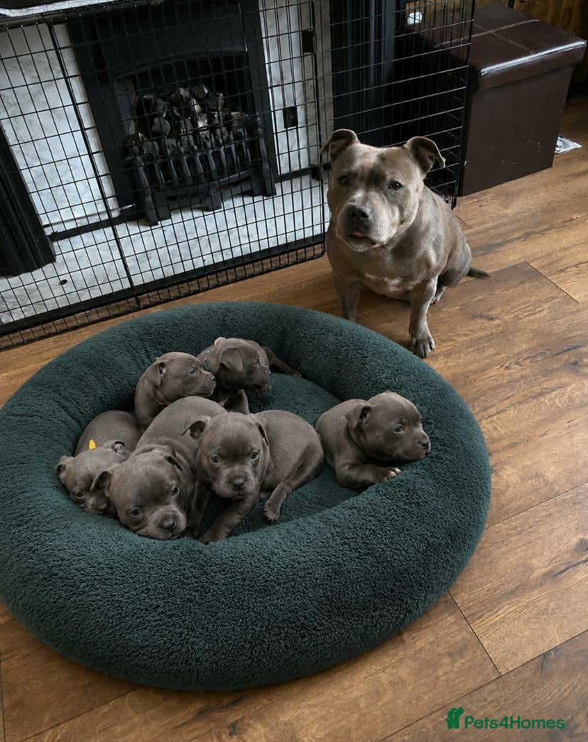Staffordshire Bull Terrier dogs Champs Bloodline Blue Staffordshire Bull Terrier - Advert 2