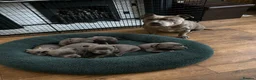 Staffordshire Bull Terrier dogs for sale: Champs Bloodline Blue Staffordshire Bull Terrier - Advert 2